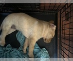 Puppy Dune Labrador Retriever