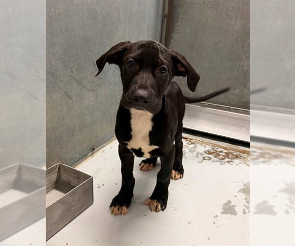 Medium Photo #1 Rhodesian Ridgeback-Unknown Mix Puppy For Sale in Conroe, TX, USA