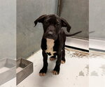 Small Rhodesian Ridgeback Mix