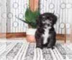 Small YorkiePoo