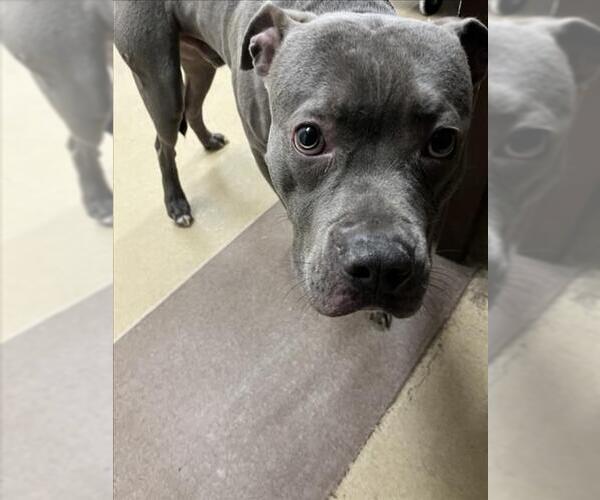 Medium Photo #1 American Pit Bull Terrier Puppy For Sale in Derwood, MD, USA