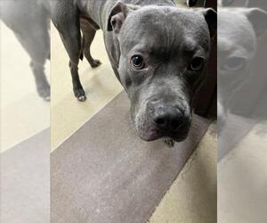 American Pit Bull Terrier Dogs for adoption in Derwood, MD, USA