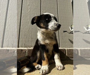 Texas Heeler Puppy for sale in TROY, MI, USA