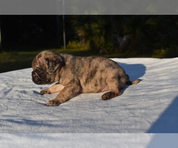 Medium Photo #2 Pug Puppy For Sale in PALM COAST, FL, USA