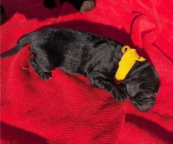 Medium Photo #6 Boykin Spaniel-Goldendoodle Mix Puppy For Sale in MORGANTON, NC, USA