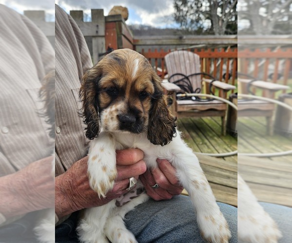 Medium Photo #5 Cocker Spaniel Puppy For Sale in FANCY GAP, VA, USA
