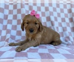 Small #3 Golden Retriever