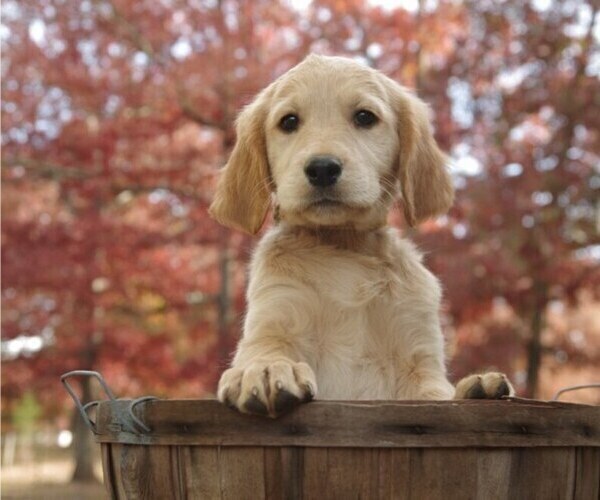 Medium Photo #3 Golden Irish Puppy For Sale in SALEM, MO, USA