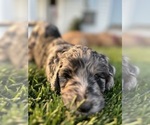 Small Photo #15 Goldendoodle Puppy For Sale in ALLENDALE, MI, USA