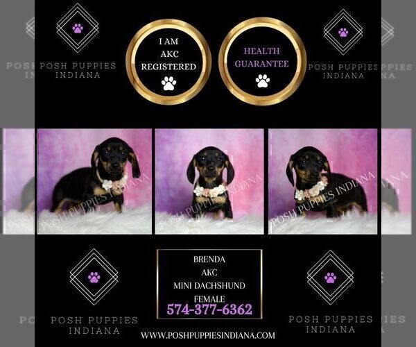 Medium Photo #8 Dachshund Puppy For Sale in WARSAW, IN, USA