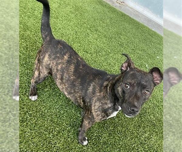 Medium Photo #1 Staffordshire Bull Terrier-Unknown Mix Puppy For Sale in Baytown, TX, USA