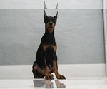 Small #13 Doberman Pinscher
