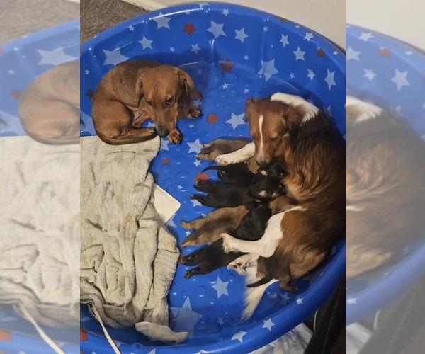 Medium Photo #1 Dachshund Puppy For Sale in SPIRO, OK, USA