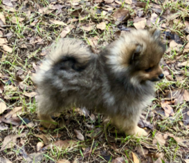 Pomeranian Puppy for sale in PANAMA CITY, FL, USA