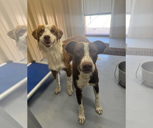 SPONSOR OR FOSTER ME - Mars - Male Australian Shepherd-Unknown Mix Dog for Adoption - Photo #3