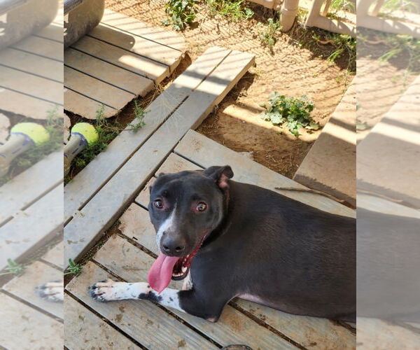 Medium Photo #2 Labrador Retriever-Unknown Mix Puppy For Sale in Amarillo, TX, USA