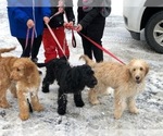 Small Photo #4 Goldendoodle Puppy For Sale in BEMIDJI, MN, USA