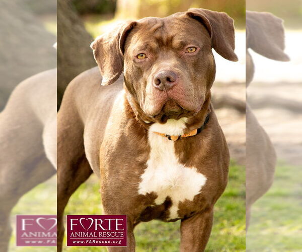 Medium Photo #5 American Staffordshire Terrier-Unknown Mix Puppy For Sale in Marina del Rey, CA, USA