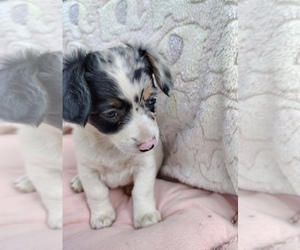 Cojack-Rat Terrier Mix Puppy for sale in HUMANSVILLE, MO, USA