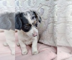 Blue Bell Nina - Female Cojack-Rat Terrier Mix Puppy for Sale - Small photo
