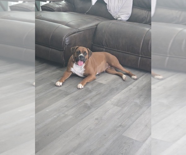 Medium Photo #1 Boxer Puppy For Sale in GALLOWAY, NJ, USA