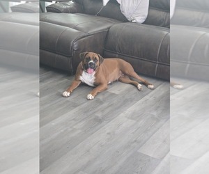 Mother of the Boxer puppies born on 12/30/2025