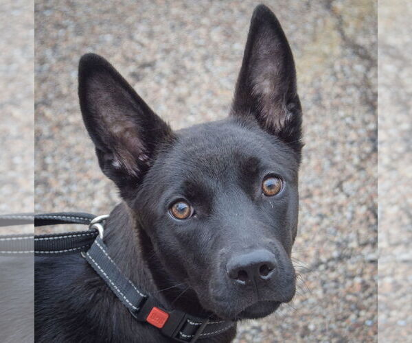 Medium Photo #6 German Shepherd Dog-Unknown Mix Puppy For Sale in Huntley, IL, USA