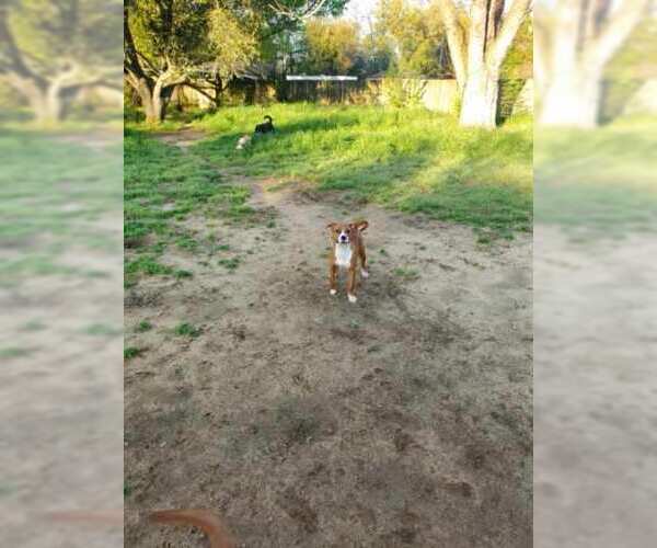 Medium Photo #5 American Staffordshire Terrier Puppy For Sale in Holly Springs, NC, USA