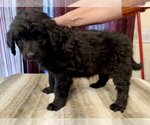 Small Photo #2 Labradoodle Puppy For Sale in Lake Elsinore, CA, USA