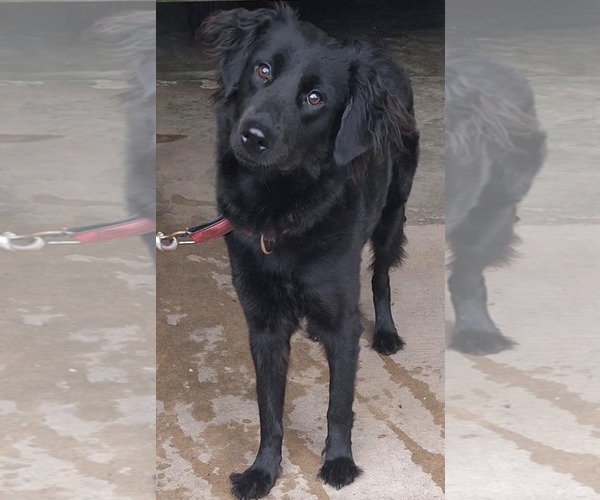 Medium Photo #6 Border Collie-Golden Retriever Mix Puppy For Sale in Virginia Beach, VA, USA