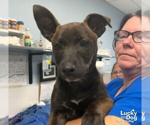 Mutt Dogs for adoption in Washington, DC, USA