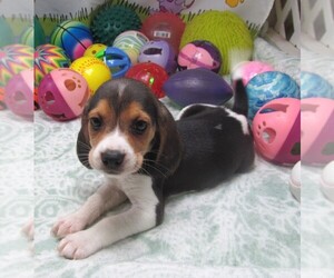 Beagle Puppy for sale in RATTAN, OK, USA