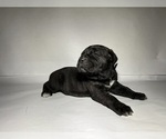 Small Photo #8 Cane Corso Puppy For Sale in NARVON, PA, USA