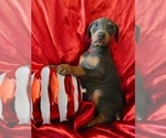 Puppy Royal Blue Doberman Pinscher