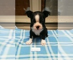 Small Photo #2 Boston Terrier Puppy For Sale in CLARKRANGE, TN, USA