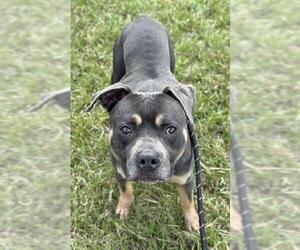 American Staffordshire Terrier-Bulldog Mix Dogs for adoption in Fort Lauderdale, FL, USA