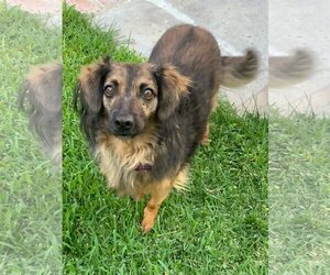Spaniel-Unknown Mix Dogs for adoption in Newport Beach, CA, USA