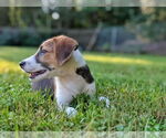 Small #4 Beagle Mix