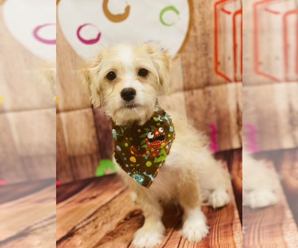 Medium Photo #1 Maltese-Maltipoo Mix Puppy For Sale in ACWORTH, GA, USA