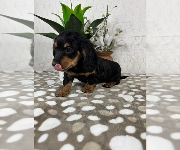 Medium Photo #2 Dachshund Puppy For Sale in INDIANAPOLIS, IN, USA