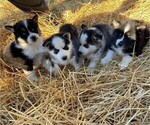Small Photo #2 Siberian Husky Puppy For Sale in TIFFIN, OH, USA