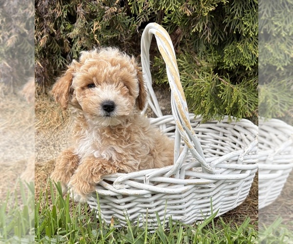 Medium Photo #2 Bichpoo Puppy For Sale in MIDDLEBURY, IN, USA