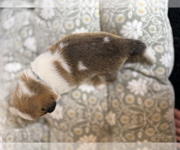 Medium Photo #22 Pembroke Welsh Corgi Puppy For Sale in GRAND RAPIDS, MI, USA