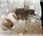 Small #21 Pembroke Welsh Corgi