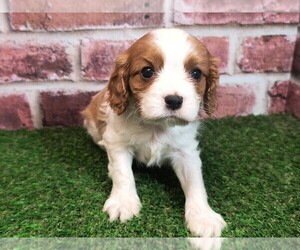 Cavalier King Charles Spaniel Puppy for sale in CLARK, MO, USA
