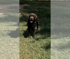 Father of the Labrador Retriever puppies born on 05/28/2025