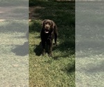 Small Photo #1 Labrador Retriever Puppy For Sale in CONOVER, NC, USA