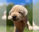 Small Photo #3 Labrador Retriever Puppy For Sale in ASHBURNHAM, MA, USA