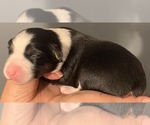 Small Photo #14 Australian Shepherd Puppy For Sale in E BROOKFIELD, MA, USA