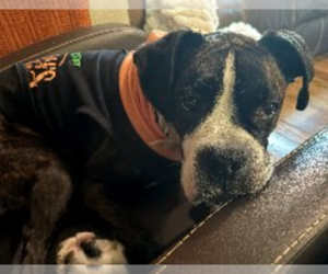Harper - Female Boxer Dog for Adoption - Photo #3